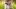 야외의 푸른 잔디 위에 있는 귀여운 아키타 이누 강아지. 아기 동물